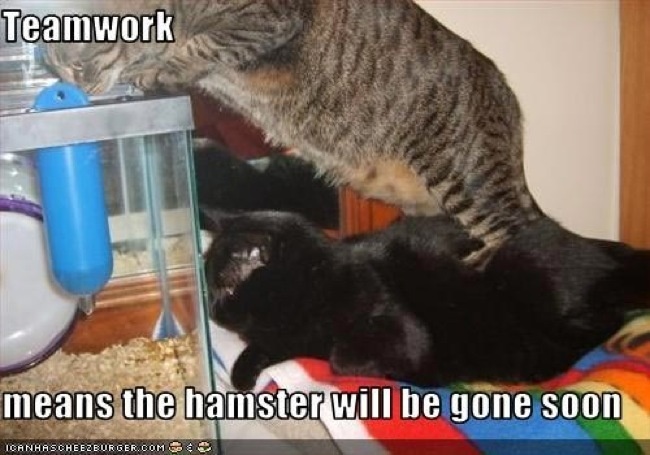 20 Hewan kerjasama © 2016 brilio.net