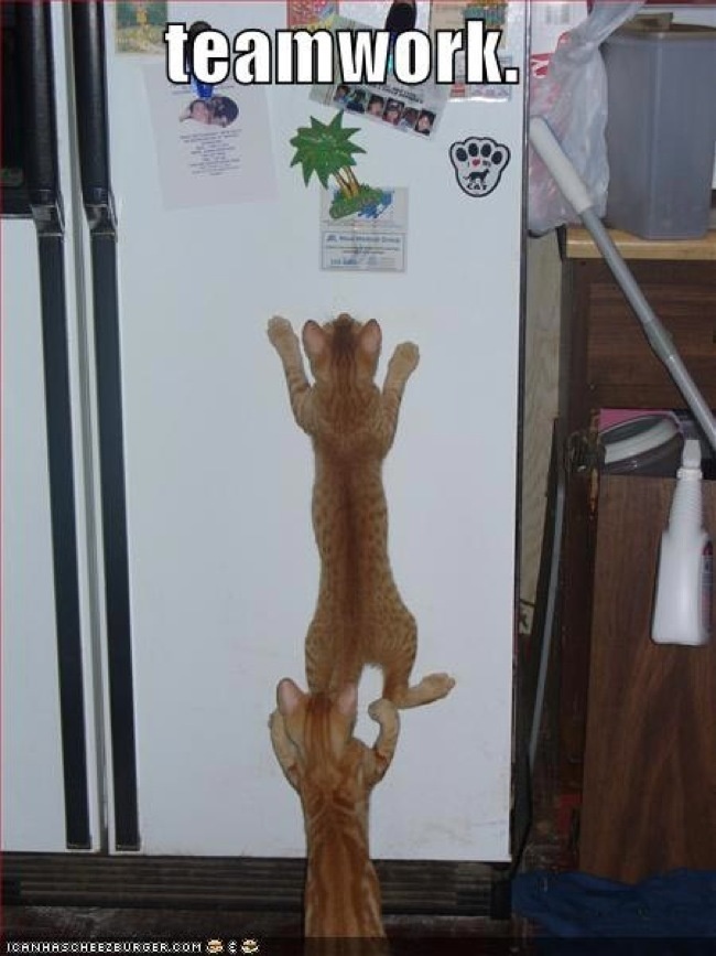 20 Hewan kerjasama © 2016 brilio.net