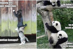 20 Foto ini buktikan hewan juga bisa kerjasama tim layaknya manusia