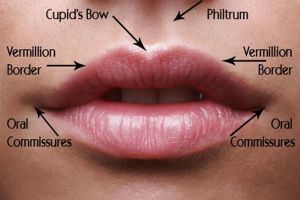 Pernah merhatiin lekukan antara hidung dan bibir? Ini lho fungsinya!