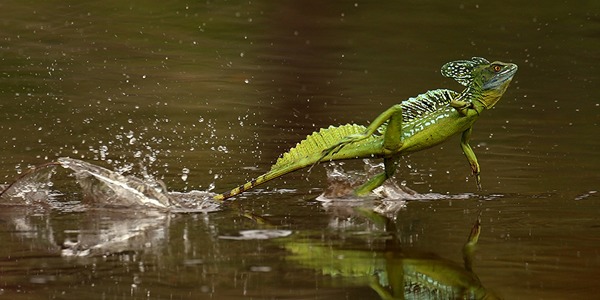 hewan berjalan  Oddee