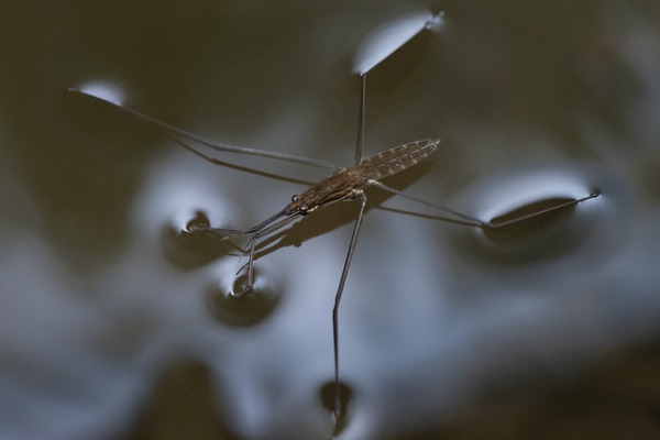 hewan berjalan  Oddee