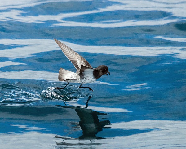 hewan berjalan  Oddee