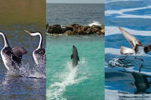 7 Hewan yang tanpa kamu sadari ternyata bisa berjalan di atas air, wow