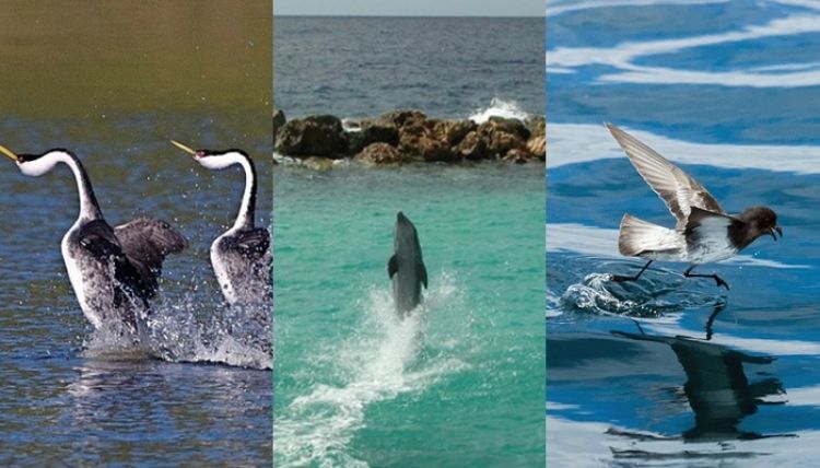 7 Hewan Yang Tanpa Kamu Sadari Ternyata Bisa Berjalan Di Atas Air