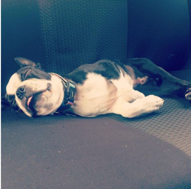 15 Anjing Tidur Terlentang Ini Lucu Abis Bikin Gemas Deh