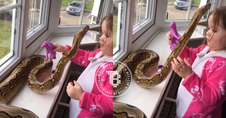 Balita ini santai bermain dengan ular piton, kamu berani nggak?