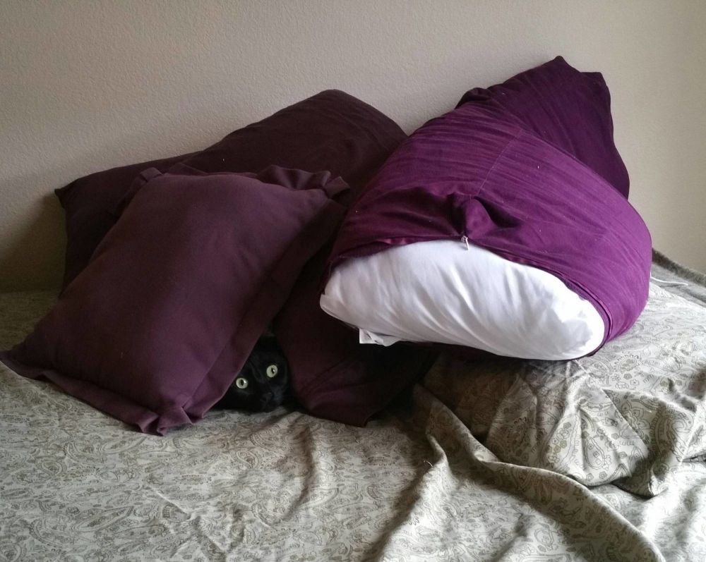 20 Hewan petak umpet © 2016 brilio.net