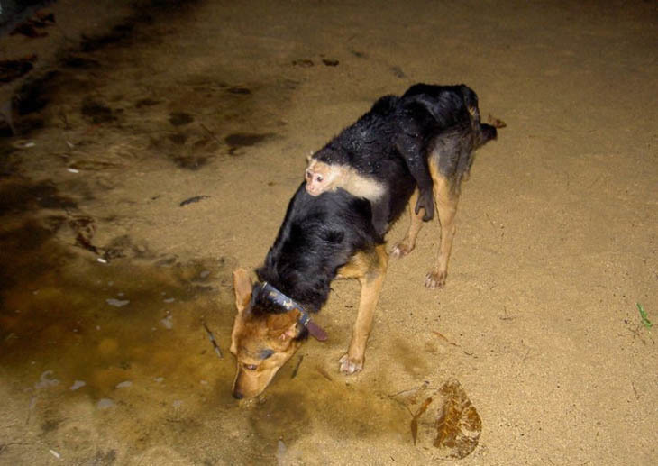 20 Hewan petak umpet © 2016 brilio.net