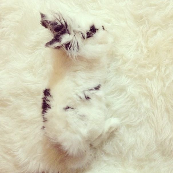 20 Hewan petak umpet © 2016 brilio.net