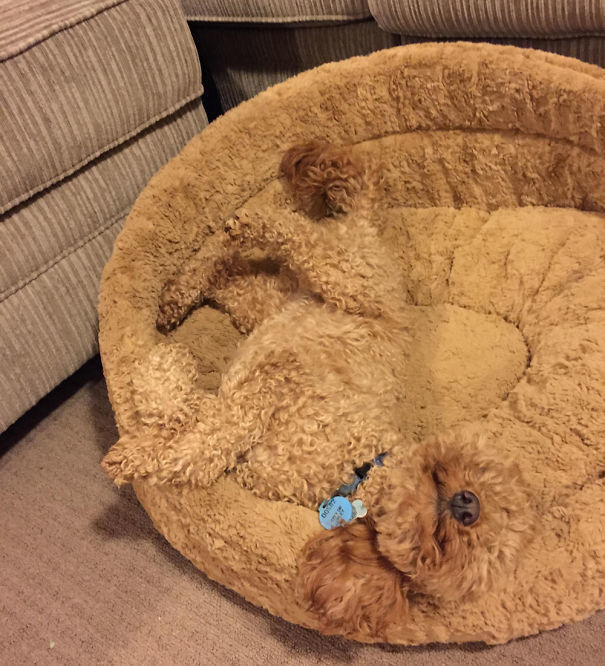 20 Hewan petak umpet © 2016 brilio.net