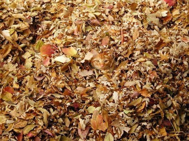 20 Hewan petak umpet © 2016 brilio.net