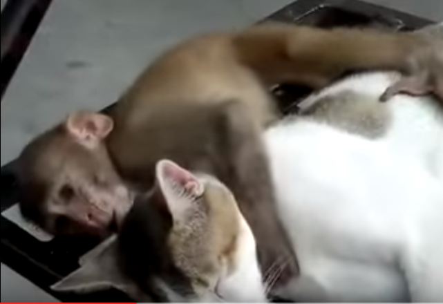 Persahabatan monyet dan kucing ini erat banget, kalian begitu nggak?