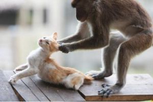 Persahabatan monyet dan kucing ini erat banget, kalian begitu nggak?