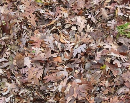 coba cari wajah © 2016 brilio.net