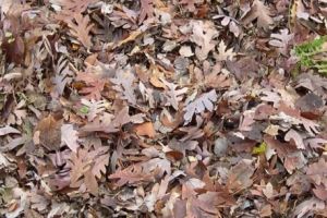  Jika bisa temukan wajah di 15 gambar ini, kamu berbakat jadi sniper