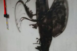 Hanya 1 dari 100 orang yang bisa melihat ini gambar apa!