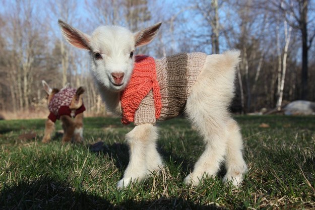 3 Anak kambing pakai sweater ini lucu banget, bikin gemas yang lihat!