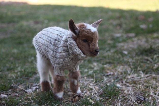 3 Anak kambing pakai sweater ini lucu  banget bikin gemas 