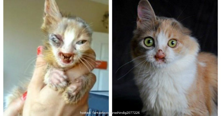 hewan terlantar © 2016 brilio.net