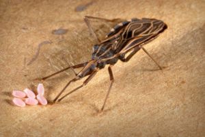 7 Kondisi mengerikan akibat gigitan serangga, segera obati ya!