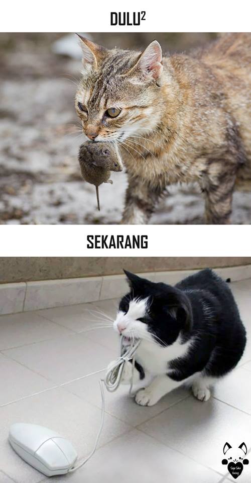 tingkah lucu kucing © 2016 brilio.net