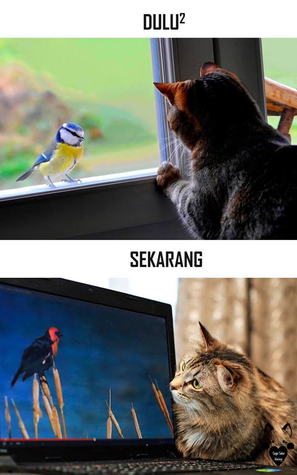 tingkah lucu kucing © 2016 brilio.net