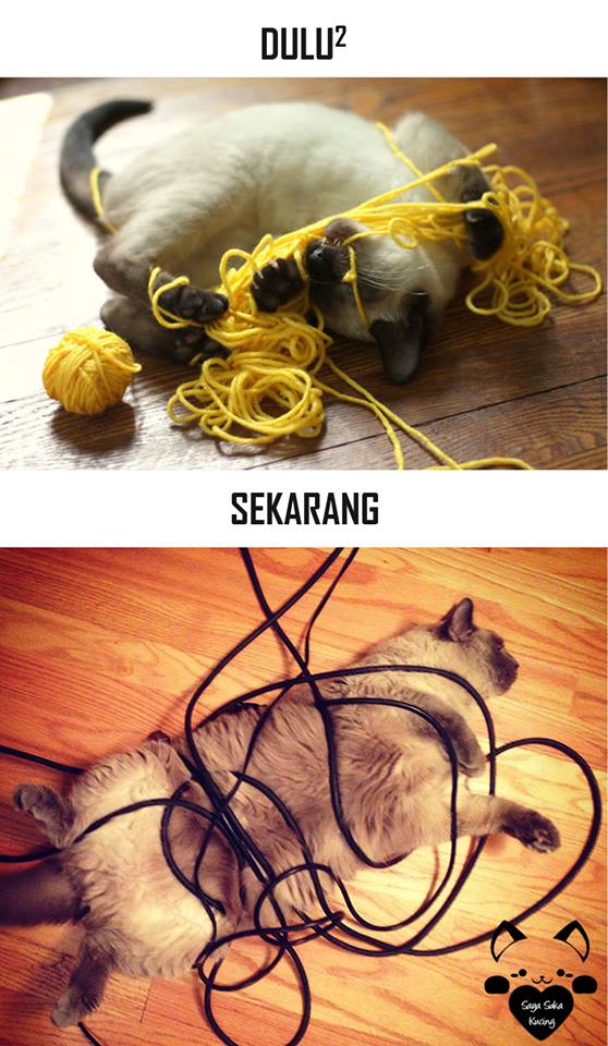 tingkah lucu kucing © 2016 brilio.net