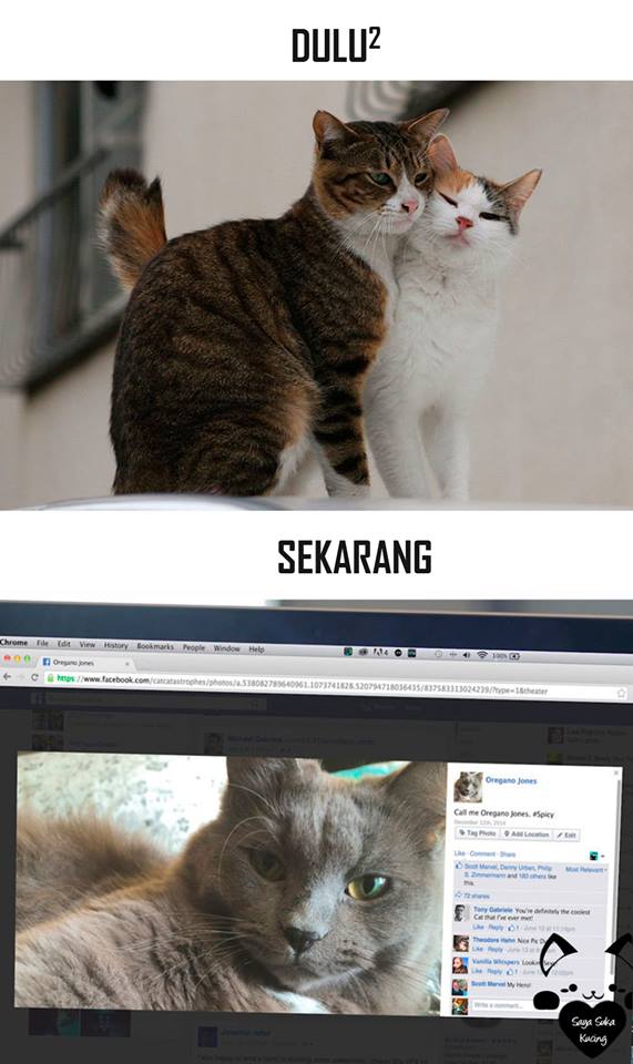 tingkah lucu kucing © 2016 brilio.net