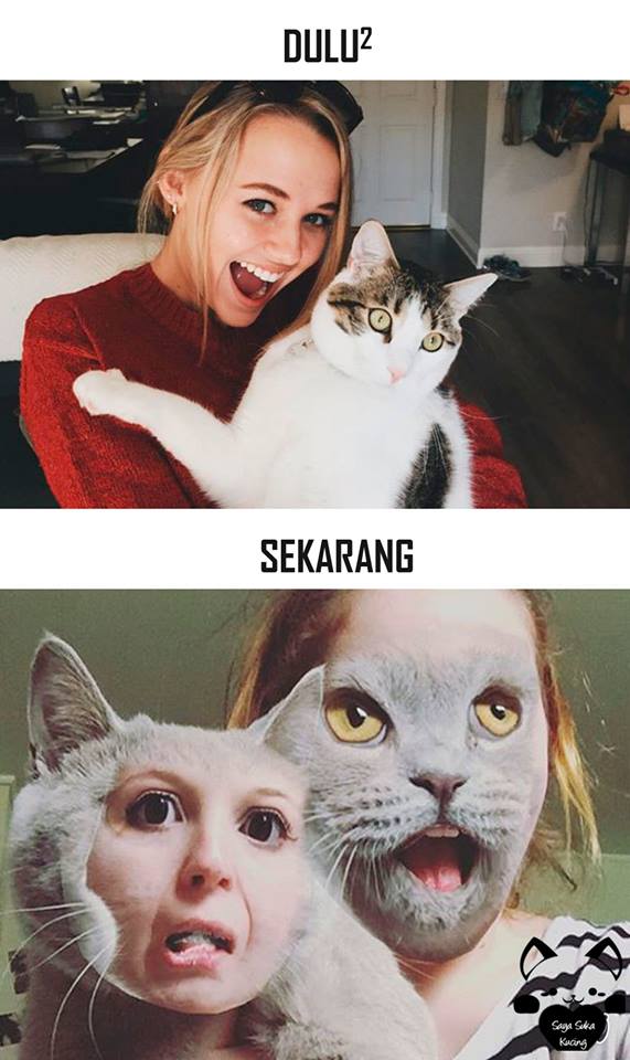 tingkah lucu kucing © 2016 brilio.net