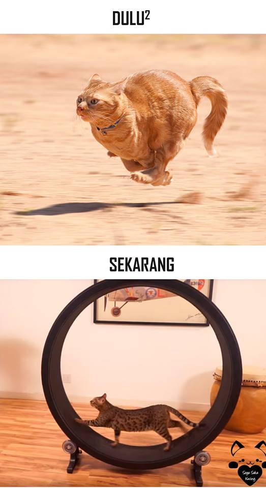 tingkah lucu kucing © 2016 brilio.net