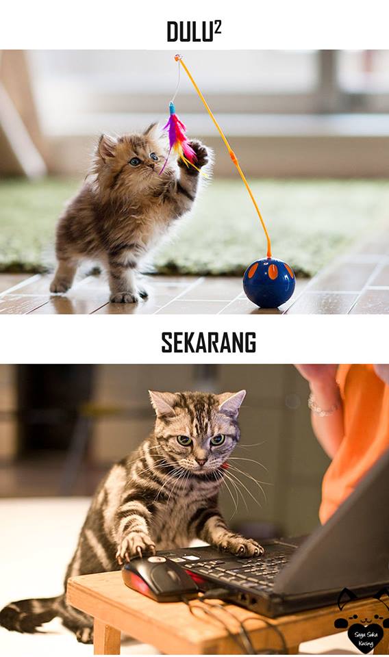 tingkah lucu kucing © 2016 brilio.net