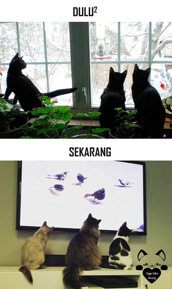 tingkah lucu kucing © 2016 brilio.net