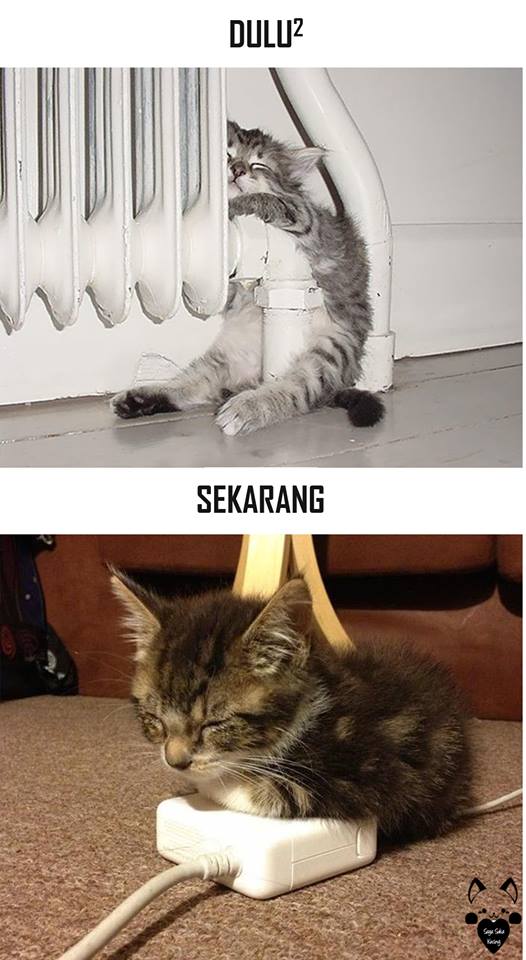 tingkah lucu kucing © 2016 brilio.net