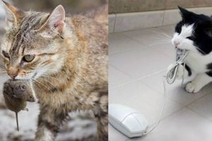 14 Beda tingkah kucing jadul dan kekinian ini bikin geli sendiri