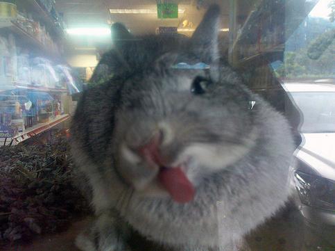 Kucing Jilat © 2016 brilio.net