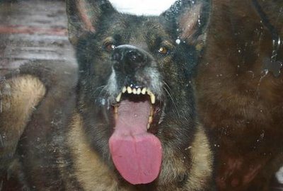 Kucing Jilat © 2016 brilio.net