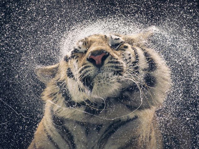 lukisan atau foto  © 2016 brilio.net