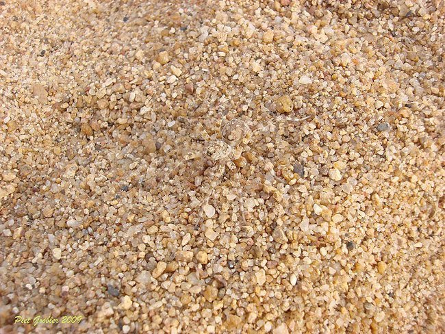 hewan kamuflase  © 2016 brilio.net