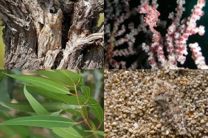 15 Foto ini buktikan hewan juga canggih berkamuflase, awas terkecoh!