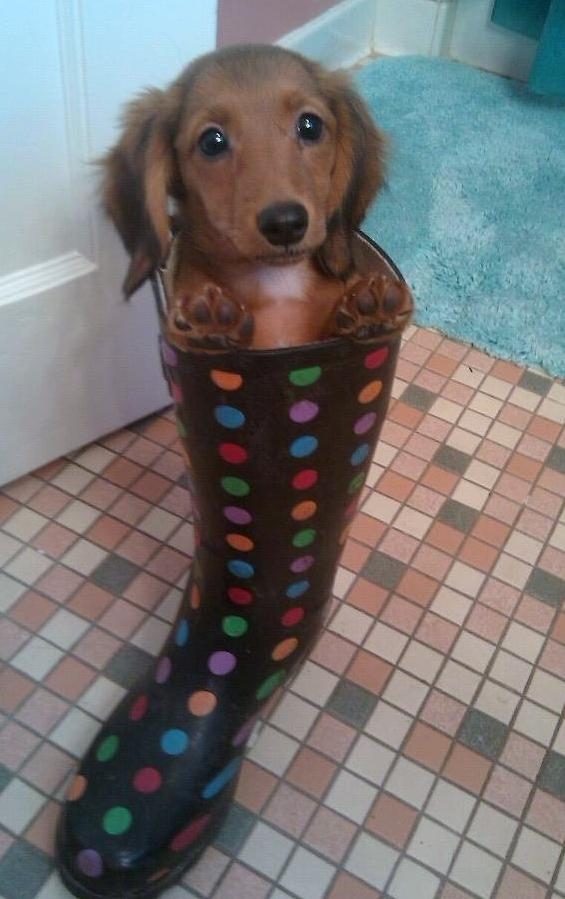 Hewan Pakai Boots © 2016 brilio.net