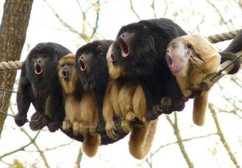 foto cowo menguap diedit ngakak © 2016 brilio.net foto cowo menguap diedit ngakak © 2016 brilio.net