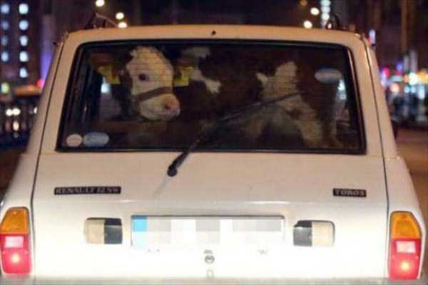 20 Aksi pengguna jalan © 2016 brilio.net