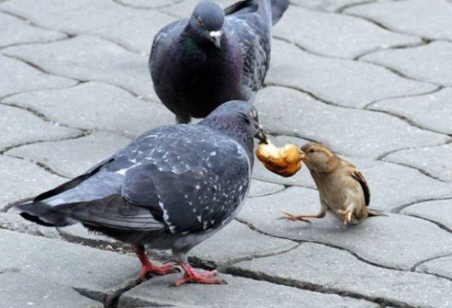 24 Foto aksi mental baja © 2016 brilio.net 24 Foto aksi mental baja © 2016 brilio.net