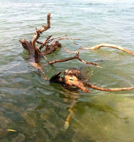 24 Foto aksi mental baja © 2016 brilio.net 24 Foto aksi mental baja © 2016 brilio.net