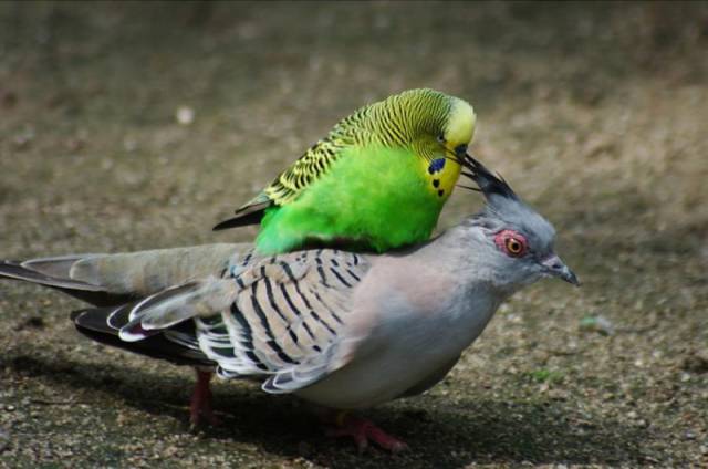 24 Foto aksi mental baja © 2016 brilio.net 24 Foto aksi mental baja © 2016 brilio.net