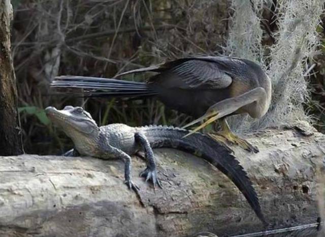 24 Foto aksi mental baja © 2016 brilio.net 24 Foto aksi mental baja © 2016 brilio.net