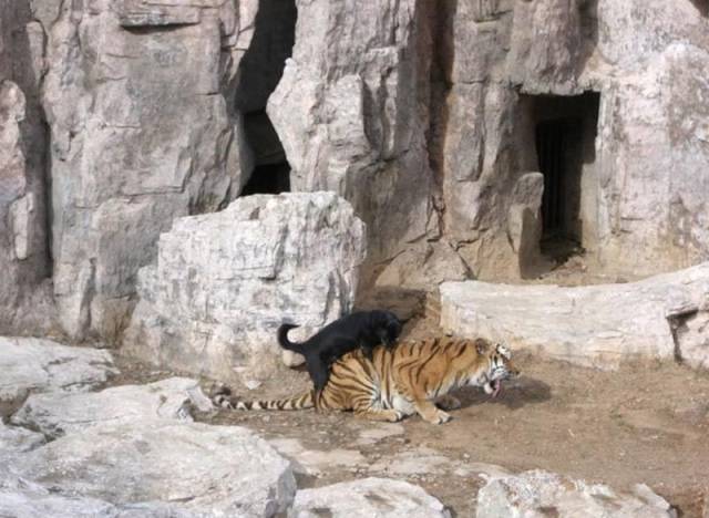 24 Foto aksi mental baja © 2016 brilio.net 24 Foto aksi mental baja © 2016 brilio.net