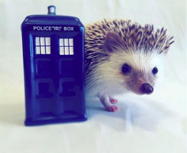 Hewan Halaman 17 Halaman 17 Brilistyle Brilio Net