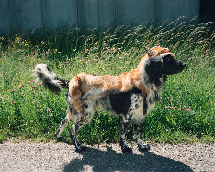 Gustl © 2016 brilio.net Gustl © 2016 brilio.net